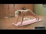 Busty trainer teaching yoga exercises